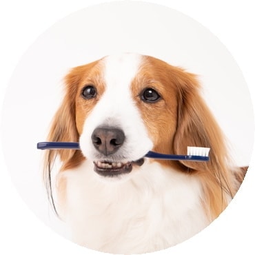 歯周病について